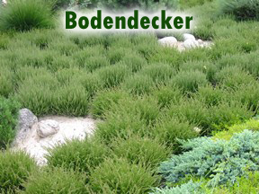 Bodendecker