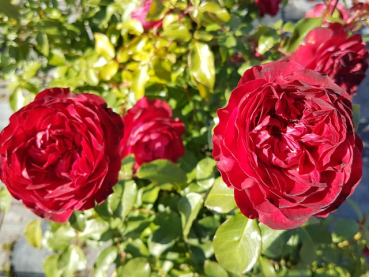 Rosa "Rouge Meilove"® - (Beetrose "Rouge Meilove"®),