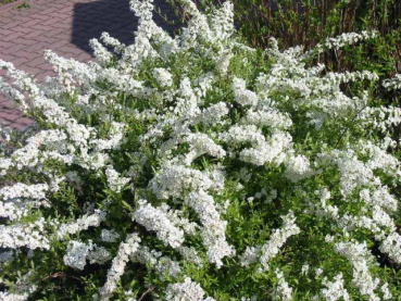 weiße Blütenhecke Spiraea cinerea Grefsheim Weiße Rispenspiere