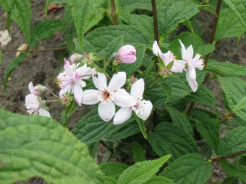 Deutzia hybrida 