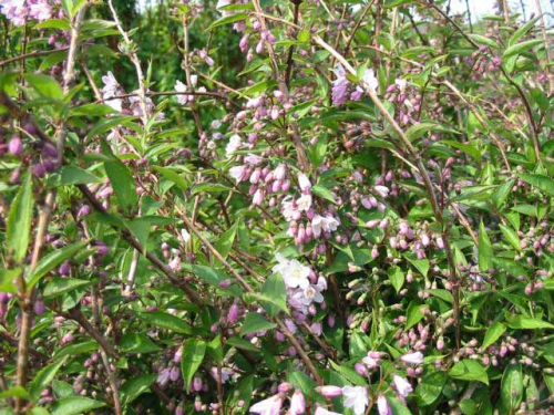 Deutzia rosea