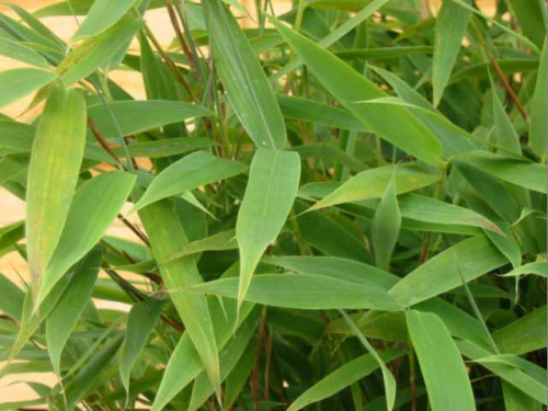 Fargesia murielae 