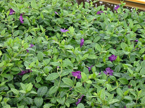 Vinca minor 