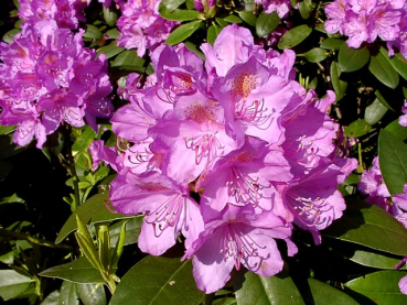 Rhododendron Hybride "Catawbiense Grandiflorum " - (Rhododendron "Catawbiense Grandiflorum"),