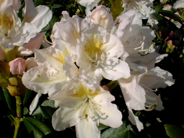 Rhododendron Hybride "Cunningham`s White" - (Rhododendron "Cunningham`s White"),