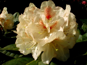 Rhododendron Hybride "Goldbukett" - (Rhododendron "Goldbukett"),
