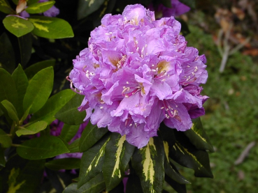 Rhododendron Hybride "Goldflimmer" - (Rhododendron "Goldflimmer"),