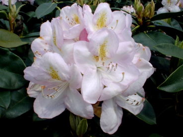 Rhododendron Hybride "Gomer Waterer" - (Rhododendron "Gomer Waterer"),