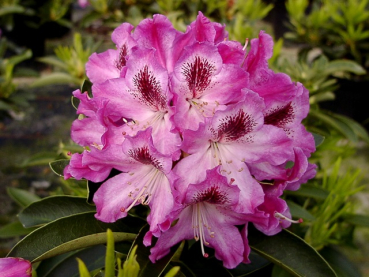 Rhododendron Hybride "Helen Martin" - (Rhododendron "Helen Martin"),