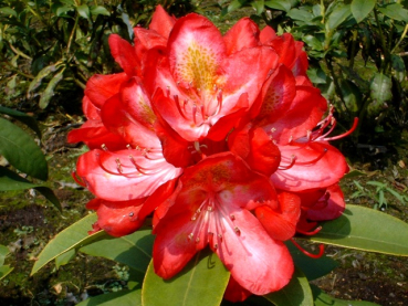 Rhododendron Hybride "Junifeuer" - (Rhododendron "Junifeuer"),
