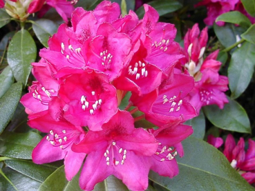 Rhododendron Hybride "Nova Zembla " - (Rhododendron "Nova Zembla"),