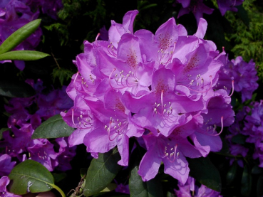 Rhododendron Hybride "Roseum Elegans" - (Rhododendron "Roseum Elegans"),