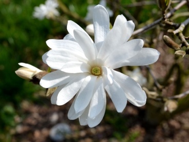 Magnolia stellata - (Sternmagnolie),