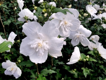 Hibiscus syriacus "White Chiffon"® - (Rosen-Eibisch White Chiffon®),