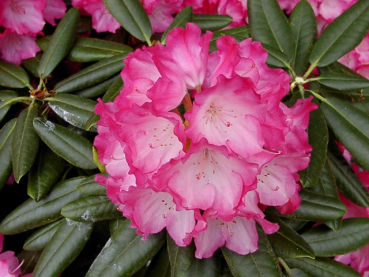 Rhododendron yakushimanum "Fantastica" - (Rhododendron "Fantastica"),