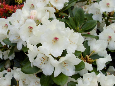 Rhododendron yakushimanum "Flava" - (Rhododendron "Flava"),