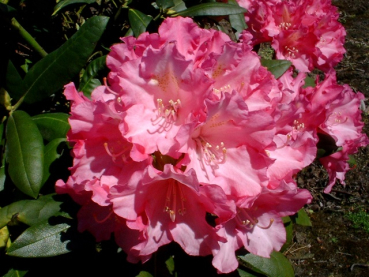 Rhododendron yakushimanum "Kalinka" - (Rhododendron "Kalinka"),