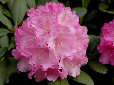 Rhododendron yakushimanum "Polaris" - (Rhododendron "Polaris"),
