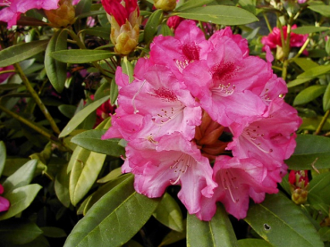 Rhododendron yakushimanum "Sneezy" - (Rhododendron "Sneezy"),