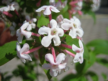 Abelia mosanensis - (Koreanische Abelie),