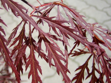 Acer palmatum "Garnet" - (Dunkelroter Schlitzahorn "Garnet"),