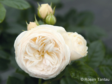 Rosa "Artemis"® - (Strauchrose "Artemis"®),