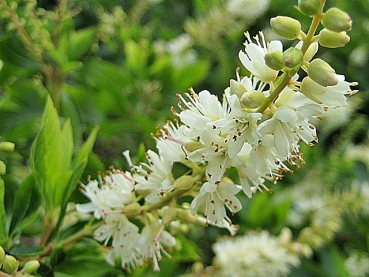 Clethra alnifolia - (Scheinerle),