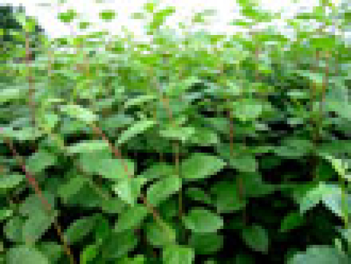 Cornus alba 