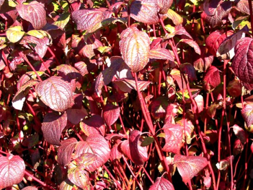 Herbstfärbung rote blätter rote zweige Cornus alba Sibirica - Purpur-Hartriegel