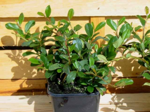 Cotoneaster dammeri radicans