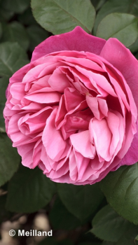 Rosa "Elbflorenz"® *Meiclusif* - (Edelrose "Elbflorenz"®),