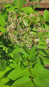 Euodia hupehensis - (Sinkirsche/ Duftraute/ Bienenbaum),