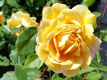 Rosa "Golden Celebration"™ *Ausgold* - (Engl. Strauchrose "Golden Celebration"™),