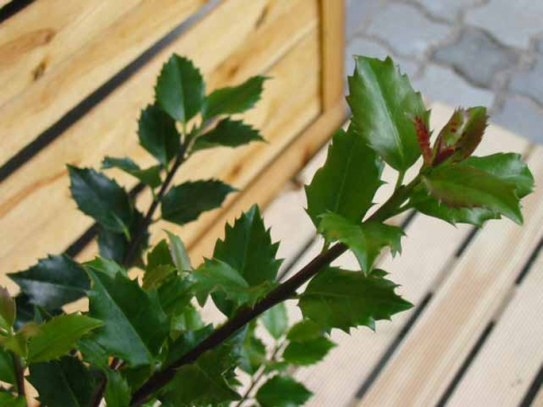 Ilex meserveae 