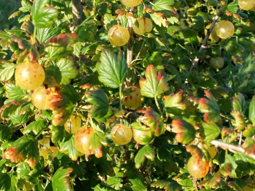 Ribes uva - crispa "Invicta" - (Stachelbeere "Invicta"),