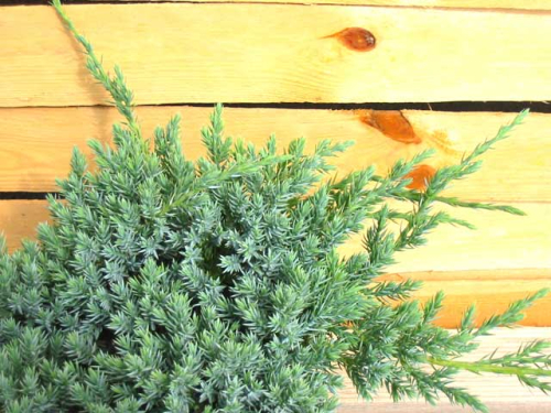 Juniperus squamata 