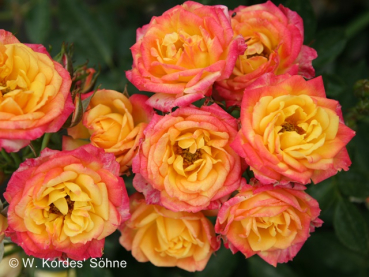 Rosa "Little Sunset"® - (Zwergrose "Little Sunset"®),