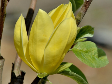 Magnolia hybrida "Daphne" - (Magnolie "Daphne"),
