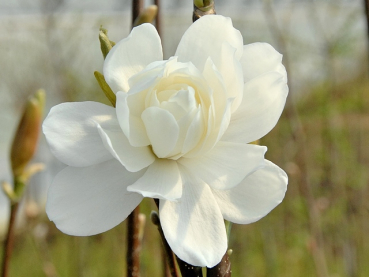 Magnolia loebneri "Wildcat" - (Magnolie "Wildcat"),
