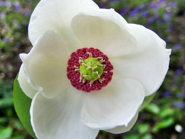 Magnolia sieboldii - (Sommermagnolie),