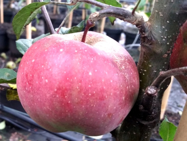 Malus "Gloster" - (Apfel "Gloster 69"),