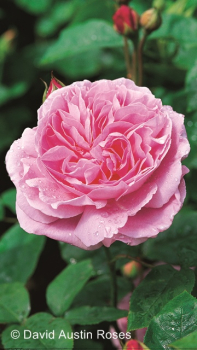 Rosa "Mary Rose"® *Ausmary* - (Engl. Strauchrose "Mary Rose"®),