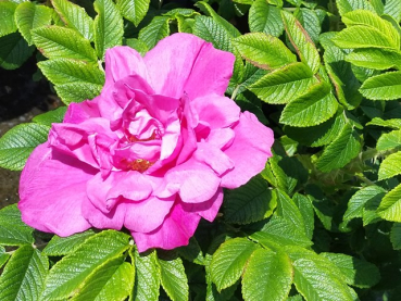 Rosa "Moje Hammarberg" - (Bodend. Rose "Moje Hammarberg"),