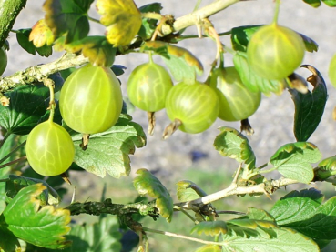 Ribes uva - crispa "Mucurines" - (Stachelbeere "Mucurines"),