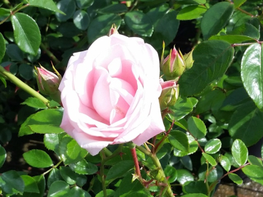 Rosa "New Dawn"® - (Kletterrose "New Dawn"®),