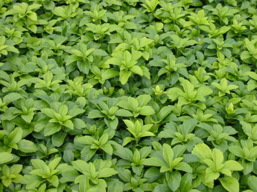 Pachysandra terminalis