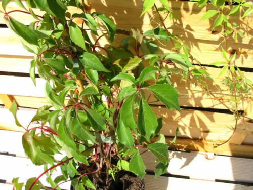 Parthenocissus 