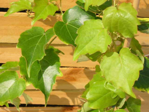 Parthenocissus 