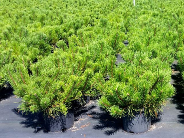 Pinus mugo mughus - (Krummholz- Kiefer),