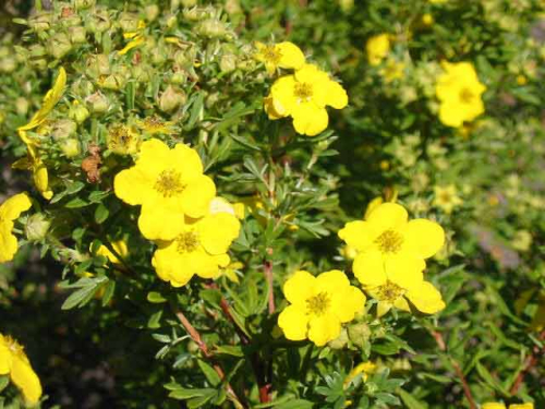 Potentilla 